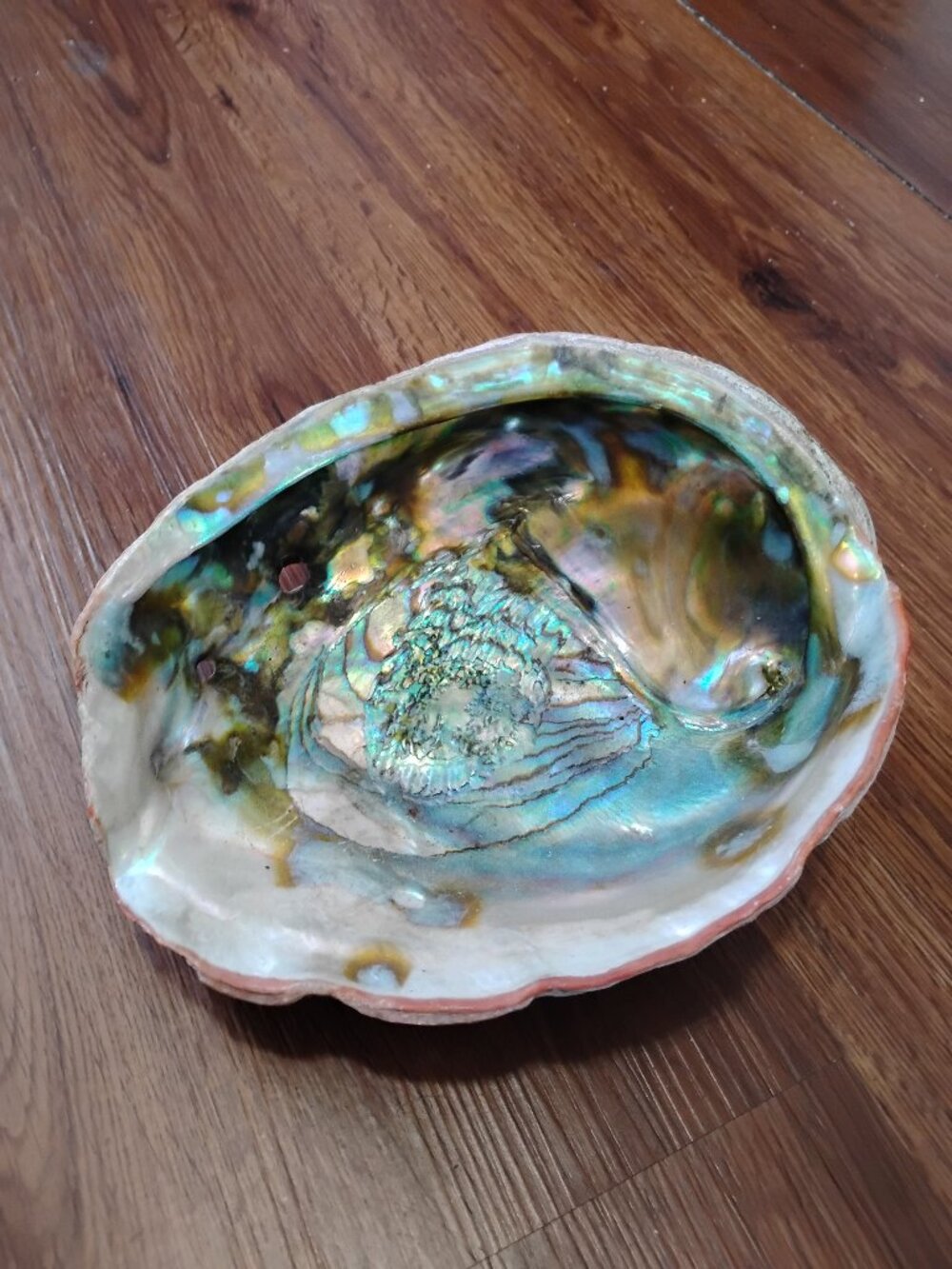 Giant Jumbo Oyster Shell Trinket Tray Catch All Unpolished